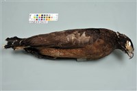 藏品(大冠鷲)的圖片